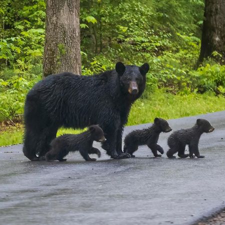 Wilderness Lodge, Hot Tub, Game Room, Pool Access, 1089 Free Tickets Each Paid Day, Dollywood And M Сев'єрвілл Екстер'єр фото